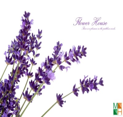 Tranh dán tường Hàn Quốc hoa lavender FW - 187